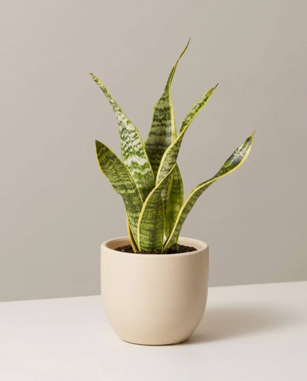 Snake Plant – Green