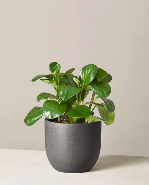 Rubber Plant(medium)