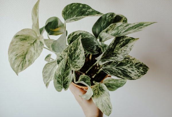 Money Plant Marble