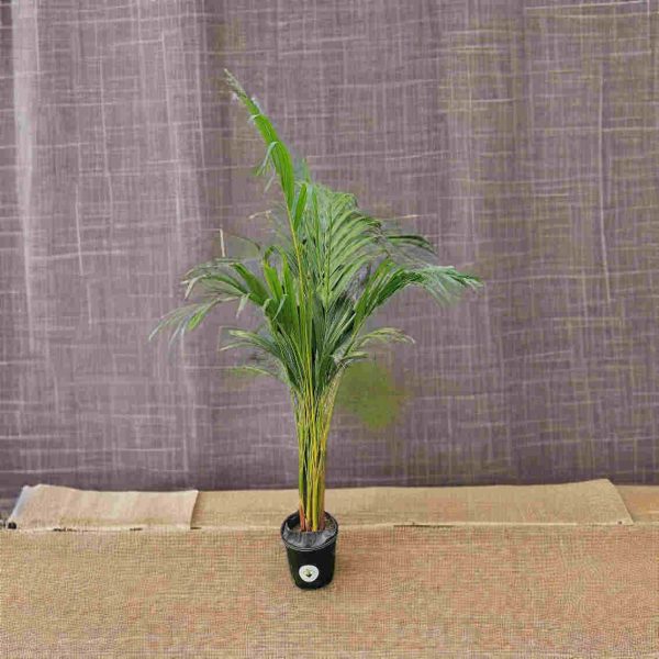 Areca Palm