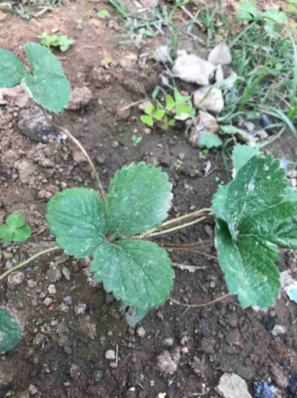 Strawberry