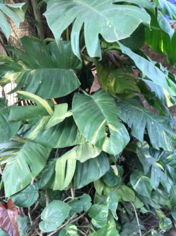 Monstera Deliciosa Plant – XL