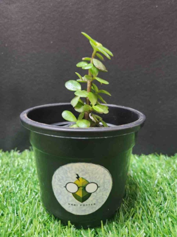 Jade Plant