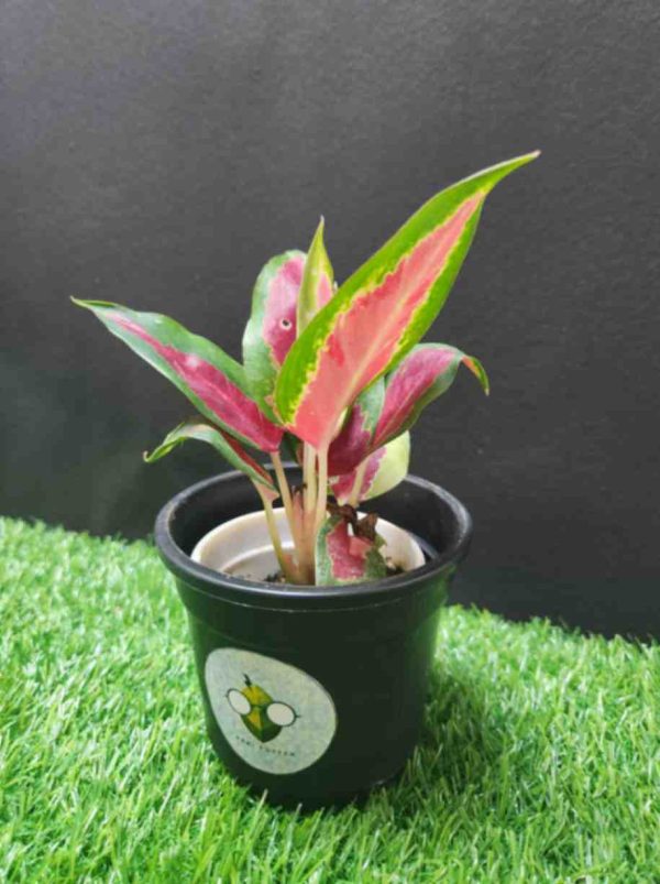 Aglaonema Red