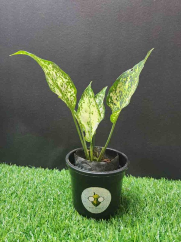 Aglaonema Plant