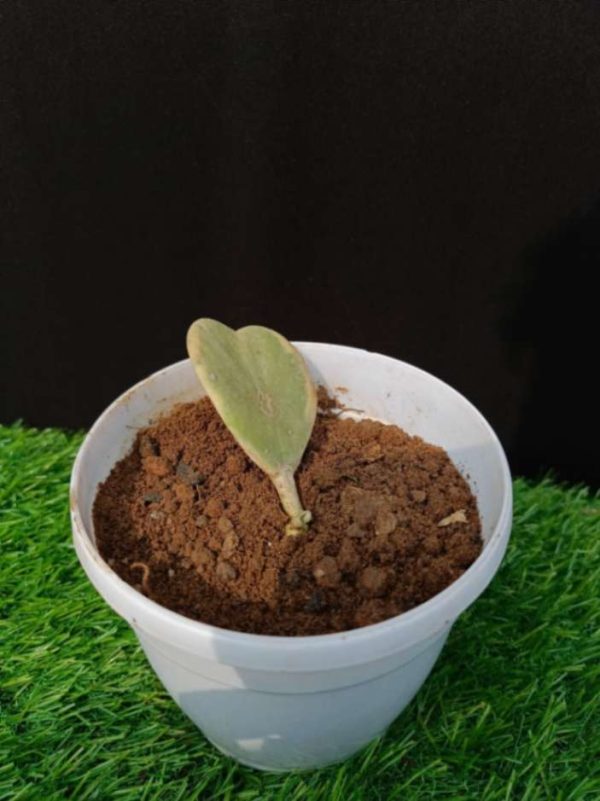 Hoya