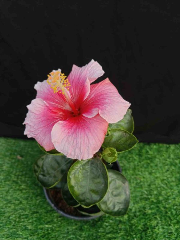 Hibiscus-Pink