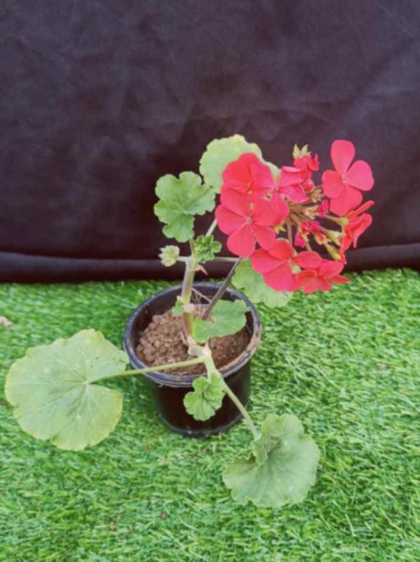 Garden Geranium