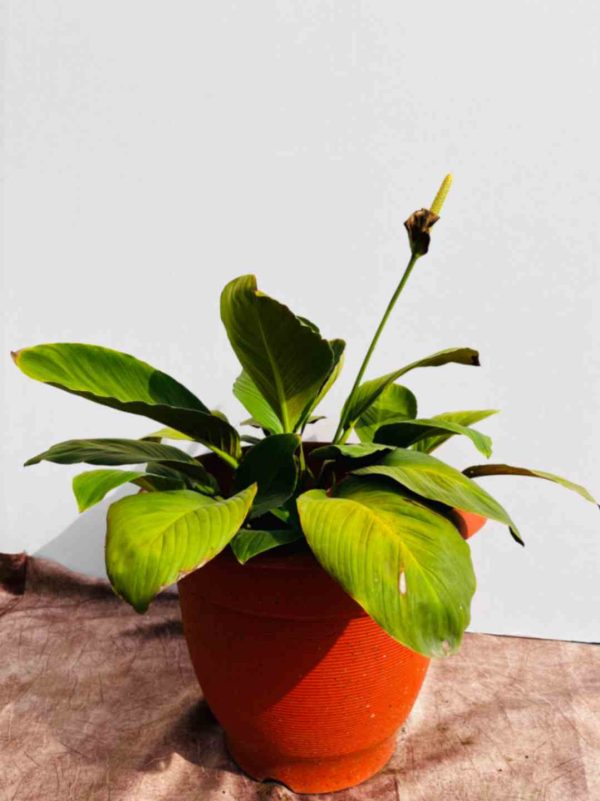 Peace Lily Flowered