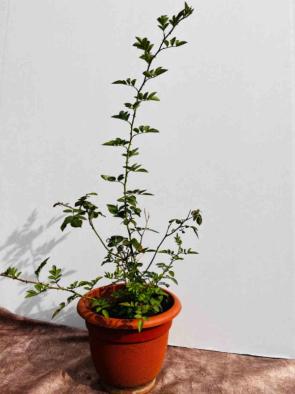 Rose plant