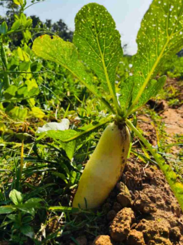 Radish