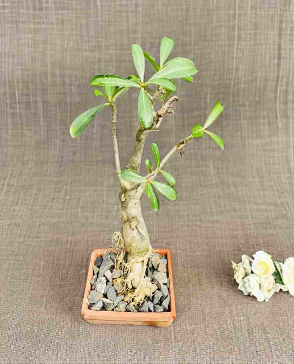 Adenium Bonsai