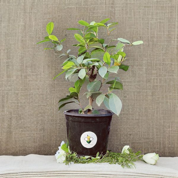 Ficus Benjamina Plant