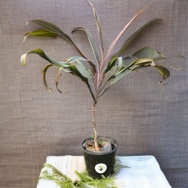 Hawaiian Plant- Hari Potter