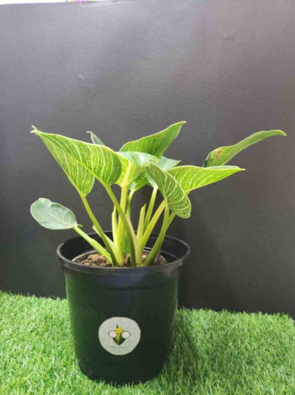 Philodendron Birkin