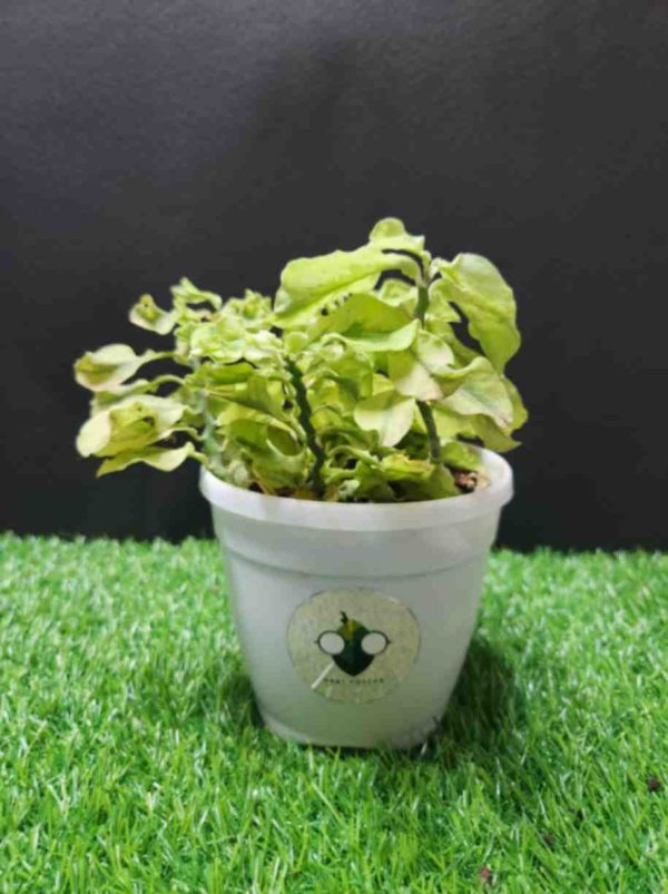 Devil’s Backbone Succulent Plant