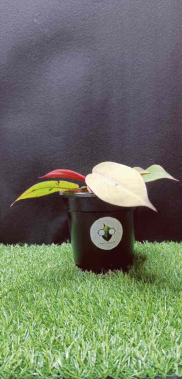 Tropical pitcher plants