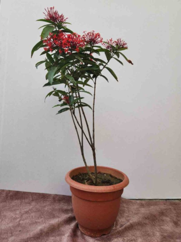 Ixora Plant