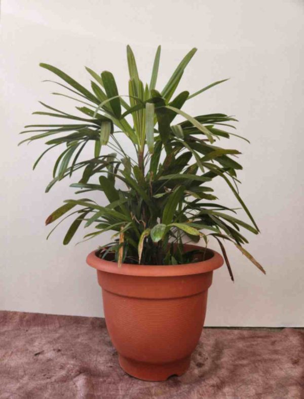 Broadleaf lady palm