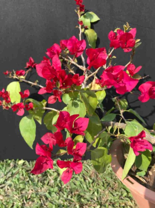 Bougainvillea (Red)