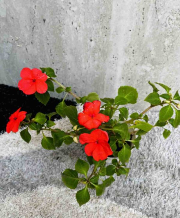 Impatiens Red plant