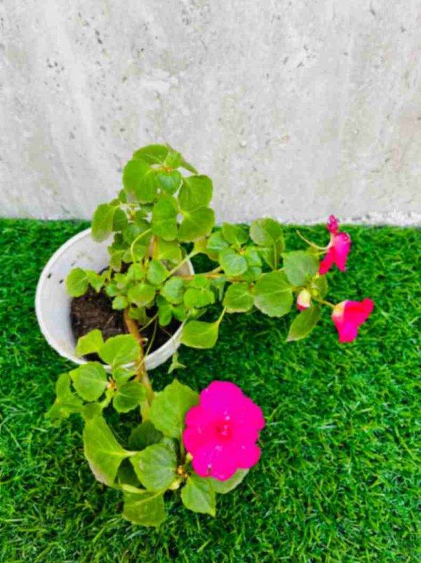 Impatiens Pink plants