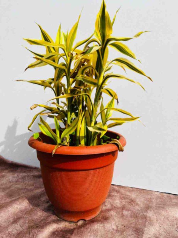 Dracena Plant