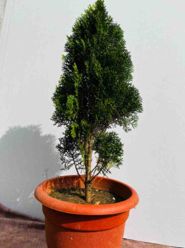 Arborvitae Plant