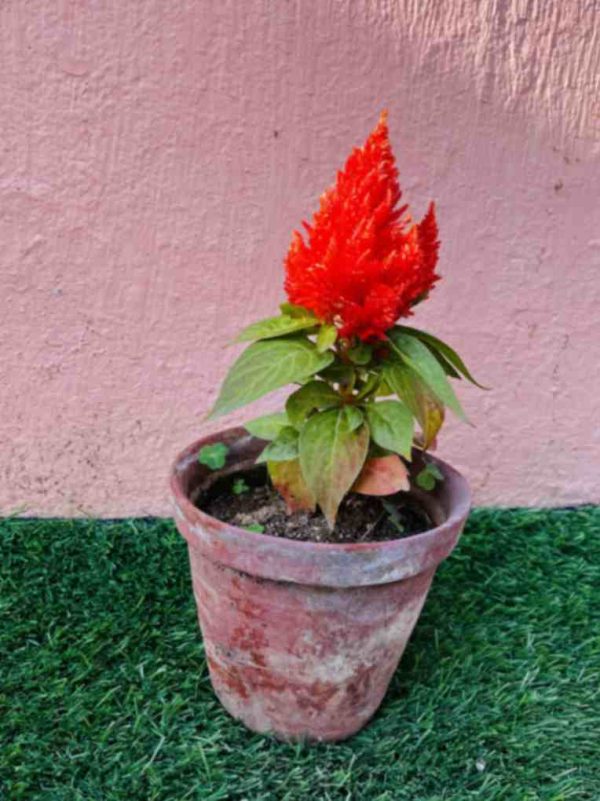 Celosia