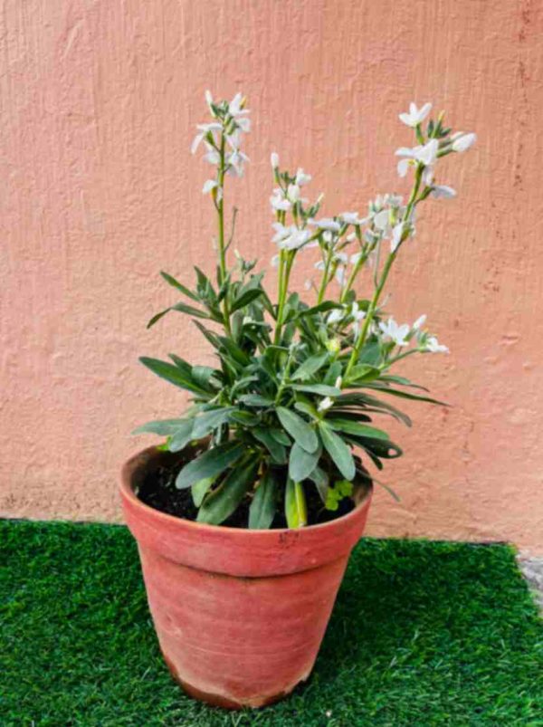 Arabis Plant