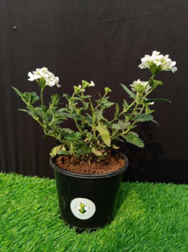 verbena white