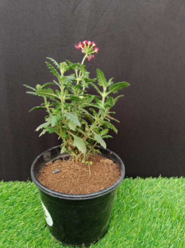 Verbena pink
