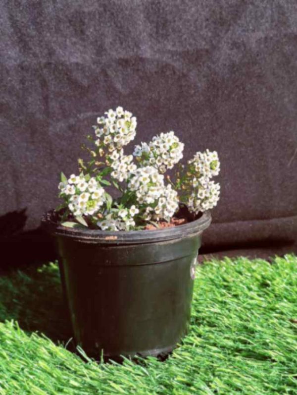 Alyssum