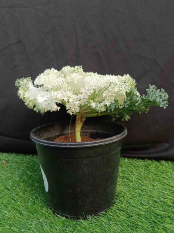 Ornamental cabbage