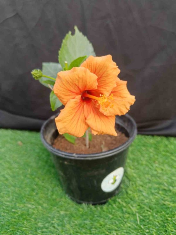 Hibiscus-Orange