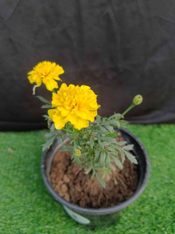 Marigold Yellow