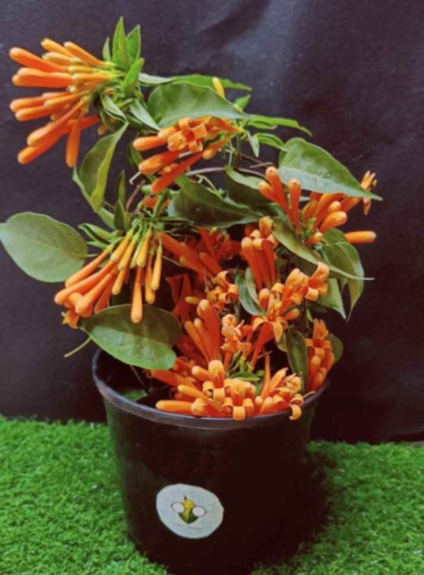 Pyrostegia venusta
