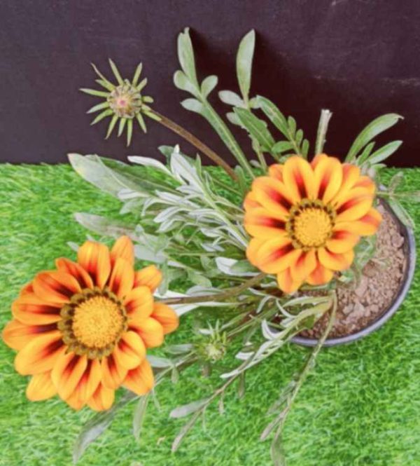 Gazania Orange