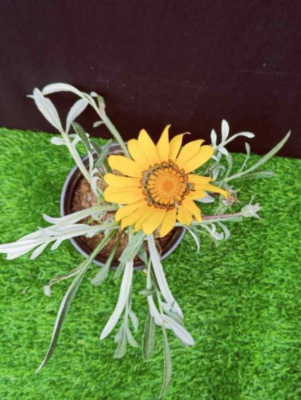 Gazania yellow