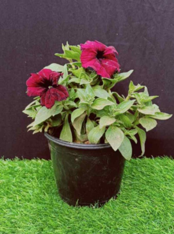 Petunia maroon