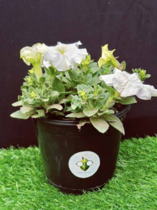 Petunia white