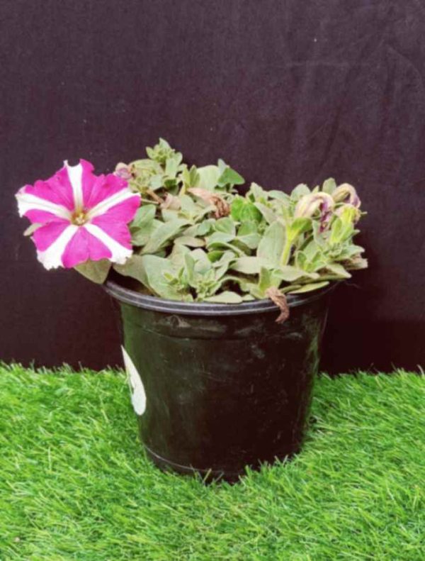 Petunia pink & white mix